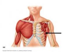 Origin: ribs
Insertion: vertebral border of the scapula
Action: rotates scapula upwards, protracts scapula