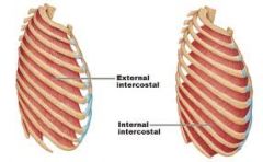 Origin: superior ribs
Insertion: inferior ribs
Action: elevates rib cage