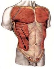 Origin: ribs
Insertion: linea alba, pubic crest, pubic tubercle, iliac crest
Action: flexes and rotates vertebral column, compresses abdomen