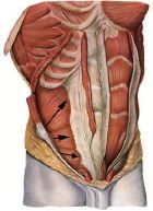 Origin: lumbar fascia, iliac crest, inguinal ligament
Insertion: linea alba, pubic crest, ribs
Action: flexes and rotates vertebral column, compresses abdomen