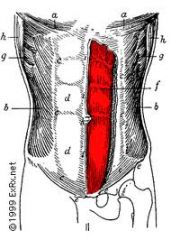 Origin: pubic crest, pubic symphysis
Insertion: xiphoid process, costal cartilages
Action: flexes and rotates vertebral column, compresses abdomen