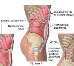 Origin: inguinal ligament, costal cartilages, iliac crest, lumbar fascia
Insertion: linea alba, pubic crest
Action: compresses abdominal contents