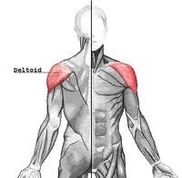 Origin: lateral 1/3 of clavicle, spine of scapula, acromion process of the scapula
Insertion: deltoid tuberosity
Action: abducts arm; flexes arm at shoulder, rotates arm medially, extends arm at shoulder, rotates arm laterally