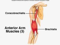 Origin: anterior humerus
Insertion: coronoid process of the ulna 
Action: flexes forearm at elbow
