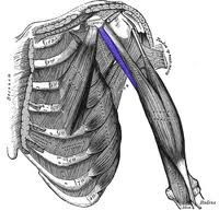 Origin: coracoid process
Insertion: humerus shaft
Action: flexes arm at shoulder, adducts arm