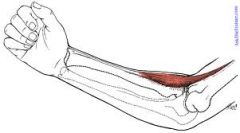 Origin: lateral supracondylar ridge
Insertion: styloid process of the radius
Action: flexes forearm at elbow, stabilizes elbow during flexion and extension