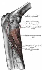 Origin: lateral epicondyle of the humerus, proximal ulna
Insertion: radius
Action: supinates forearm