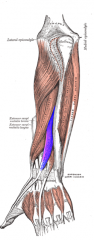 Origin: radius, ulna, interosseous membrane
Insertion: distal phalanx of pollex
Action: extends 1st interphalangeal joint