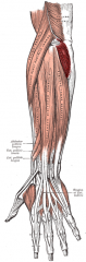 Origin: lateral epicondyle
Insertion: olecranon process
Action: abducts ulna during pronation
