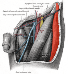 Origin: anterior superior iliac spine, iliac crest
Insertion: iliotibial tract
Action: flexes thigh at hip, abducts thigh, rotates thigh medially