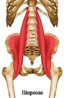 Origin: iliac fossa, ala of the sacrum, transverse processes
Insertion: lesser trochanter
Action: flexes thigh at hip, flexes vertebral column