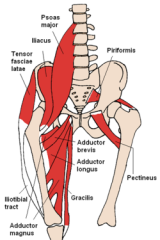 Origin: superior ramus of the pubis
Insertion: linea aspera
Action: adducts thigh, flexes thigh at hip, rotates thigh medially