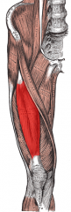 Origin: anterior inferior iliac spine
Insertion: patella and tibial tuberosity via tendon of quadriceps femoris and patellar ligament
Action: extends leg at knee, flexes thigh at hip