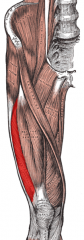 Origin: greater trochanter, intertrochanteric line, linea aspera
Insertion: patella and tibial tuberosity via tendon of quadriceps femoris and patellar ligament
Action: extends leg at knee, stabilizes knee
