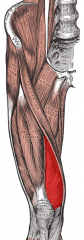 Origin: linea aspera, intertrochanteric line
Insertion: patella and tibial tuberosity via tendon of quadriceps femoris and patellar ligament
Action: extends leg at knee, stabilizes patella