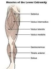 Origin: proximal shaft of femur
Insertion: patella and tibial tuberosity via tendon of quadriceps femoris and patellar ligament
Action: extends leg at knee