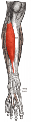 Origin: lateral condyle of the tibia, interosseous membrane
Insertion: medial cuneiform, 1st metatarsal
Action: dorsiflexes foot, inverts foot