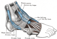 Origin: fibula, interosseous membrane
Insertion: distal phalanx of the great toe
Action: dorsiflexes foot, extends great toe