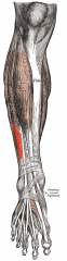 Origin: fibula, interosseous membrane
Insertion: 5th metatarsal
Action: dorsiflexes foot, everts foot