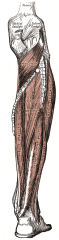 Origin: head of fibula
Insertion: medial cuneiform, 1st metatarsal
Action: plantar flexes foot, everts foot