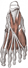 Origin: calcaneus
Insertion: flexor digitorum longus tendons
Action: straightens out oblique pull of flexor digitorum longus