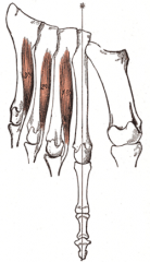 Origin: metatarsals
Insertion: extensor expansions
Action: abducts toes, flex metatarsals, extends phalanges