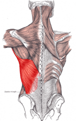 Origin: spinous processes, ribs, iliac crest
Insertion: intertubercular groove
Action: extends arm at shoulder, adducts arm, rotates arm medially