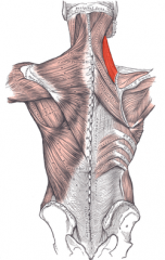 Origin: transverse processes
Insertion: vertebral border
Action: elevates scapula, downwardly rotates scapula