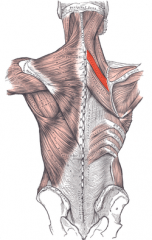 Origin: spinous processes
Insertion: vertebral border
Action: adducts scapula, downwardly rotates scapula