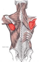 Origin: infraspinous fossa
Insertion: greater tubercle
Action: rotates arm laterally