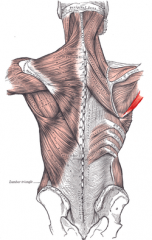 Origin: inferior angle
Insertion: lesser tubercle
Action: adducts arm, extends arm at shoulder, rotates arm medially