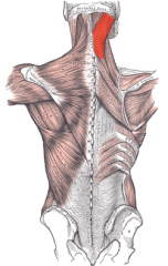 Origin: spinous processes
Insertion: mastoid process, occipital bone
Action: extends vertebral column