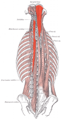 Origin: transverse processes
Insertion: occipital bone
Action: extends vertebral column