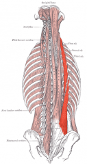 Origin: iliac crest, ribs
Insertion: ribs, transverse processes
Action: extends vertebral column