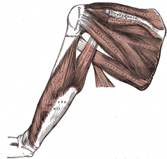 Origin: infraglenoid tubercle
Insertion: olecranon process
Action: extends forearm
