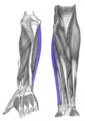 Origin: medial epicondyle of the humerus, olecranon process of the ulna, shaft of the ulna
Insertion: pisiform, hamate, 5th metacarpal
Action: flexes hand at wrist, adducts hand