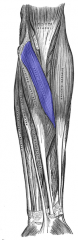 Origin: medial epicondyle of the humerus
Insertion: lateral radius
Action: pronates forearm