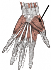 Origin: carpals
Insertion: 1st proximal phalanx
Action: abducts thumb