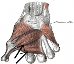 Origin: capitate, metacarpal bases 2-4
Insertion: 1st proximal phalanx
Action: adducts thumb, helps with opposition