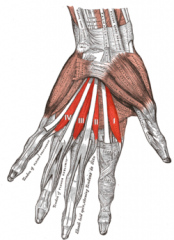 Origin: flexor digitorum profundus tendons
Insertion: extensor expansions
Action: flex metacarpophalangeal joints