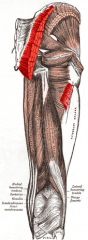 Origin: gluteal surface
Insertion: iliotibial tract, gluteal tuberosity
Action: extends, laterally rotates, and abducts thigh