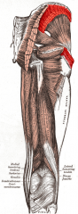Origin: gluteal surface
Insertion: greater trochanter
Action: abducts and medially rotates thigh