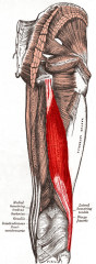 Origin: ischial tuberosity
Insertion: head of the fibula, lateral condyle of the tibia
Action: extends thigh at hip, flexes leg at knee, rotates leg laterally