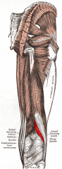 Origin: linea aspera
Insertion: head of the fibula, lateral condyle of the tibia
Action: flexes leg at knee, rotates leg medially