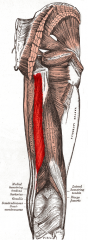 Origin: ischial tuberosity
Insertion: shaft of tibia
Action: extends thigh at hip, flexes leg at knee, rotates leg medially