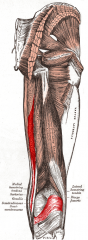 Origin: ischial tuberosity
Insertion: medial condyle of the tibia
Action: extends thigh at hip, flexes leg at knee, rotates thigh medially