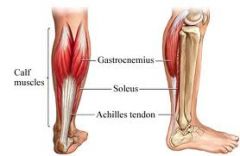 Origin: lateral condyle of the femur, medial condyle of the femur
Insertion: calcaneus
Action: plantar flexes foot