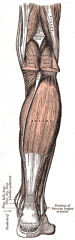 Origin: tibia, fibula, interosseous membrane
Insertion: calcaneus
Action: plantar flexes foot