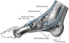 Origin: tibia, fibula, interosseous membrane
Insertion: navicular bone, metatarsals
Action: plantar flexes foot, inverts foot