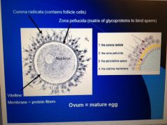 do it
corona> contain follicle cells
z.p>matrix of glycoproteins
vitelline membrane>protien fibers